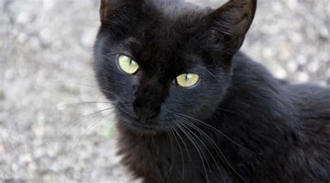 Sexta feira 13 Gato preto dá azar Azar tem o gato certos donos