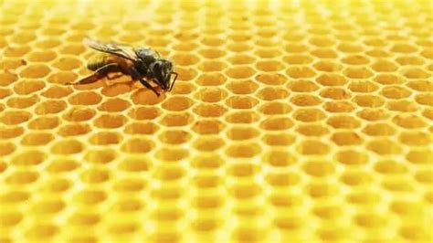 Central Russian Bee Characteristics Description Photo Agriculture