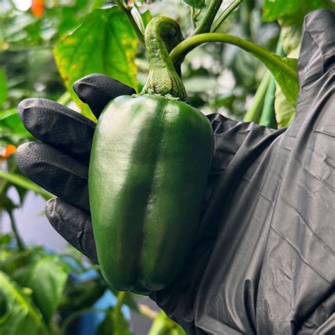 Giant Marconi Pepper Seeds – Pepper Joe’s