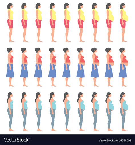 Pregnancy Stages Royalty Free Vector Image Vectorstock