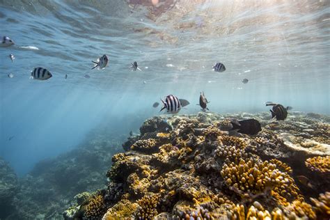 Great Barrier Reef Coral Images Cheap Sale Jkuat Ac Ke