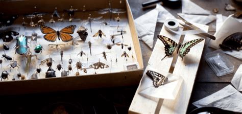 Entomology Classes Sydney | ClassBento