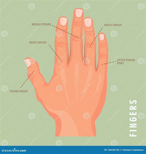 5 Names Of Fingers Vector Poster With Human Hand Isolated Background