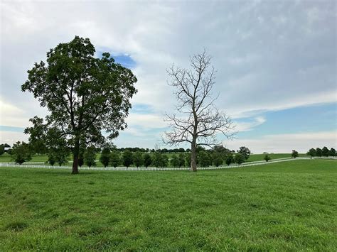 Field And Trees And White Fence In Central Kentucky Photograph By