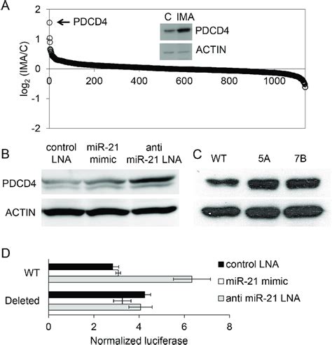 Regulation Of PDCD4 Expression By Imatinib In K562 Cells A The