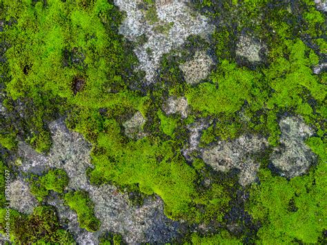 Mossy Stone Texture