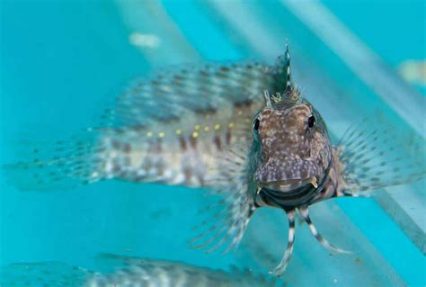 Lawnmower Blenny - For The Fishes