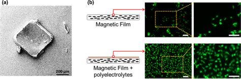 a Scanning Electron Microscope (SEM) image of the microfabricated ...