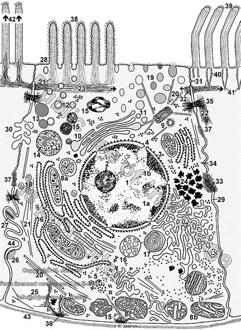 cell  organelles drjastrows electron microscopic atlas