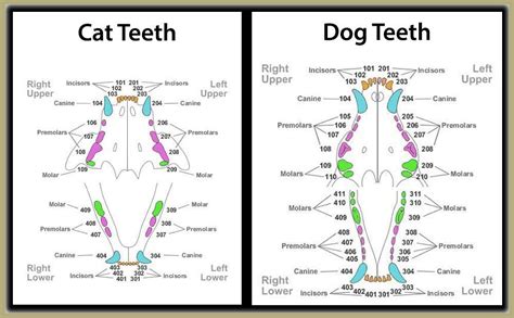 Cat Teeth Anatomy