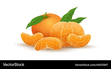 Realistic Tangerine Fruit Royalty Free Vector Image