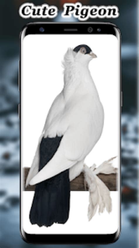 Cute Pigeon Wallpaper For Android Download