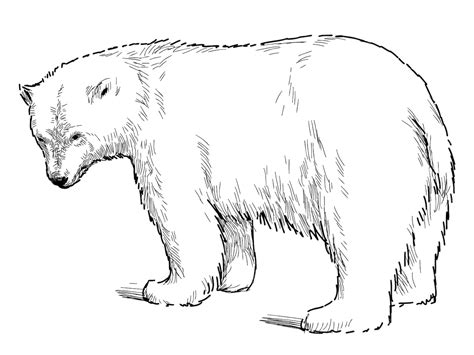 Premium Vector Outline Drawing Of Polar Bear Standing And Looking