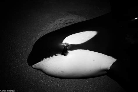 Sick, Lonely Orca Dies After Stranding on Beach