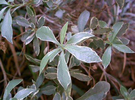 Питтоспорум растение - 73 фото