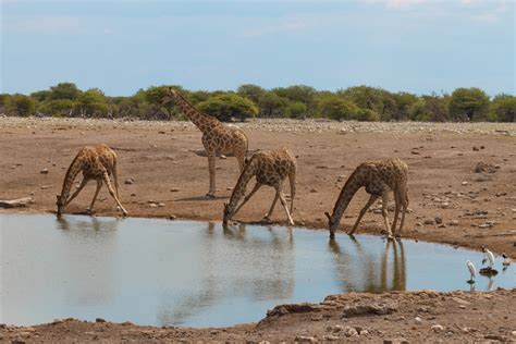 Giraffe Habitat - Animal Sake