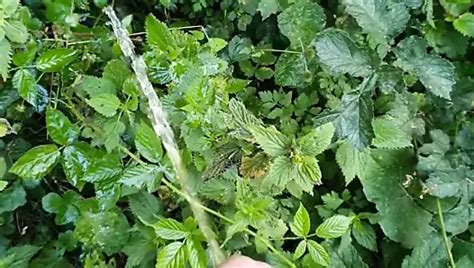 Pupfafner Gay Porn Creator Videos Free Amateur Nudes Xhamster