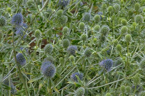 Синеголовник полевой (75 фото) - фото - картинки и рисунки: скачать ...