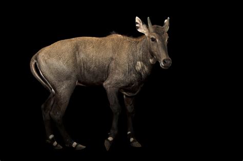 Ani023 00176 Joel Sartore