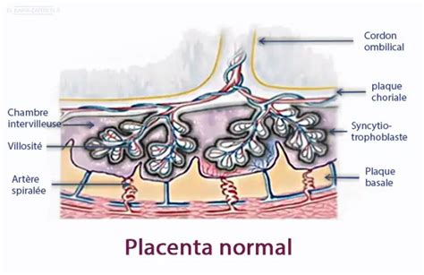 Placenta Physiologie Dr Kara Zaitri M A