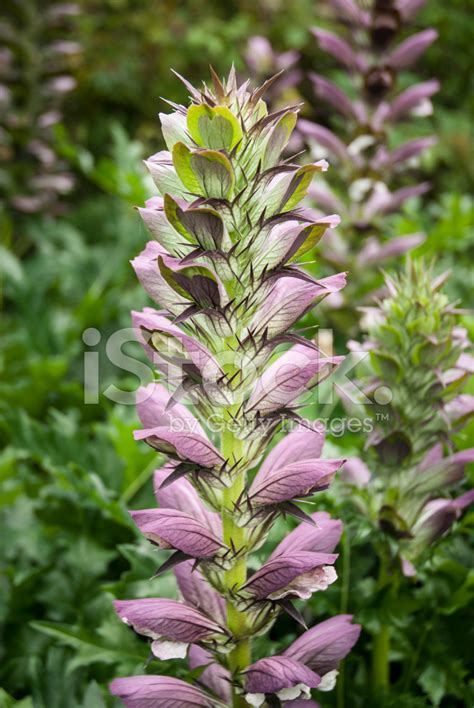 Akantus Stockfoton - FreeImages.com