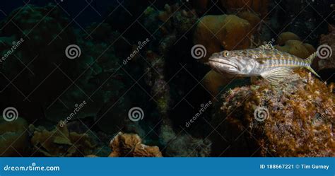 Underwater Life On The Dutch Caribbean Island Of Bonaire Stock Image