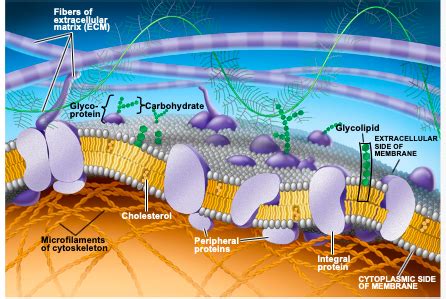 Ch Cell Membrane Structure And Function Flashcards Quizlet