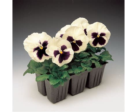 Семена цветов :: Однолетники :: Виола :: Виола виттрока Колоссус ...