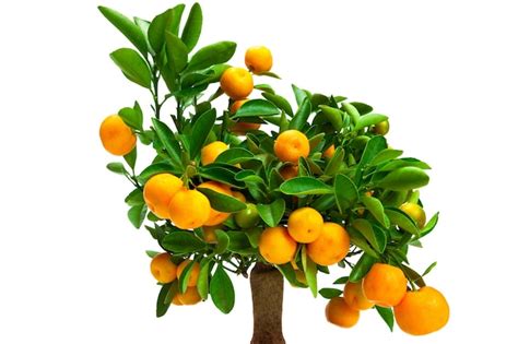 Árbol de mandarina pequeño Foto Premium