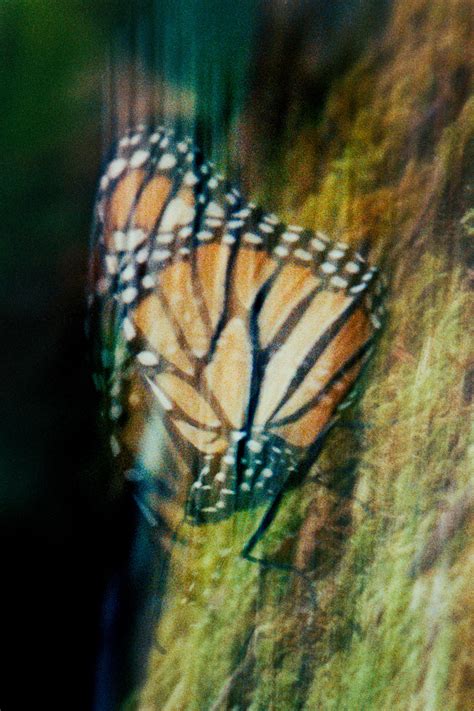 Monarch Butterfly Migration