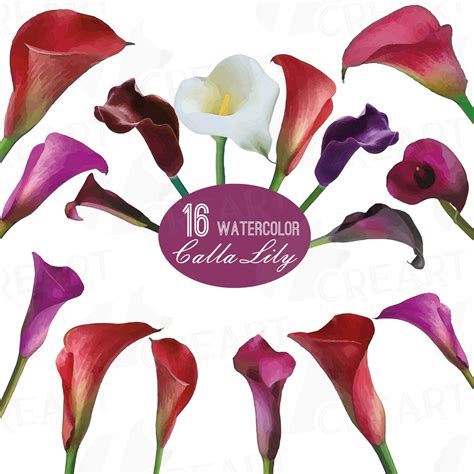 Watercolor Calla Lily Clip Art Pack Colorful Zantedeschia Flowers Clip