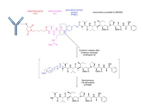 Peptide Linkers Creative Biolabs