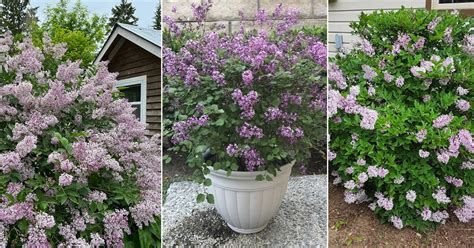 How to Grow Miss Kim Lilac | Taking Care of Miss Kim Lilac
