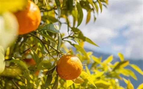 complete guide  growing citrus  hawaii homesteadin hawaii