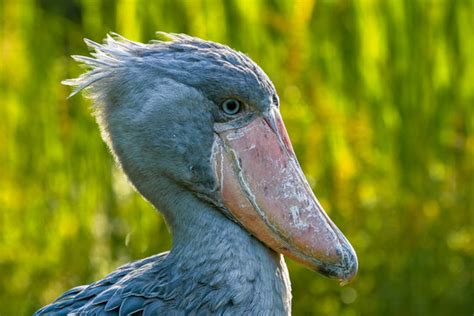 「Stolze」の写真素材 | 487件の無料イラスト画像 | Adobe Stock