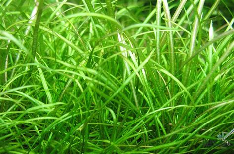 Эхинодорус теннелус