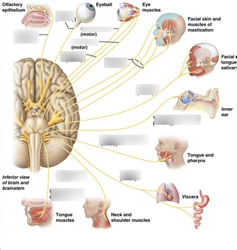 cranial nerves diagram quizlet