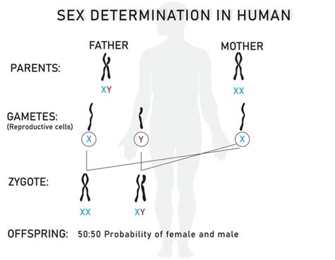 Determination Sex Royalty Free Images Stock Photos Pictures