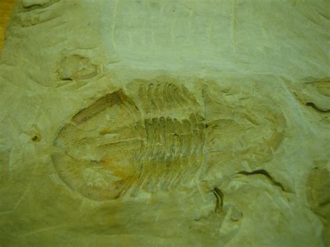 Trilobite Identification Can You Tell Me What Species This Is