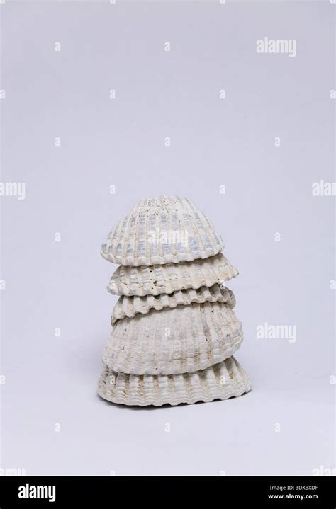 fossilized cockle shells acanthocardia tuberculata isolated   white