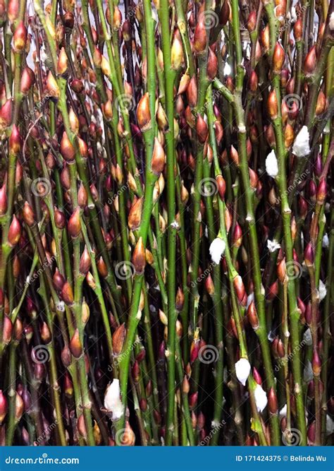 Pussy Willow Blossoming Season Spring Nature Stock Image Cartoondealer
