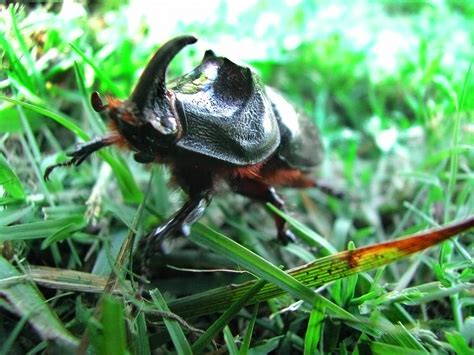 Bull Beetle Toshiko Sakurai Flickr