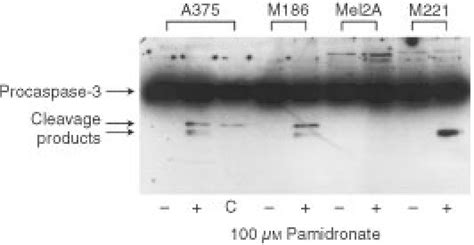 Procaspase 3 Cleavage Upon Pamidronate Treatment In Melanoma Cells