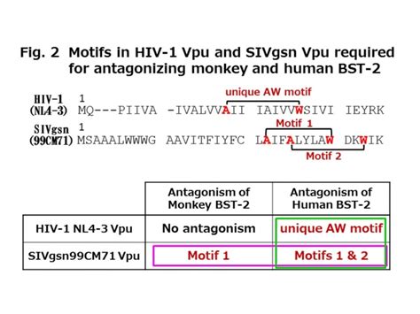 Vpu Protein of Simian Immunodeficiency Virus Isolated from a Monkey ...