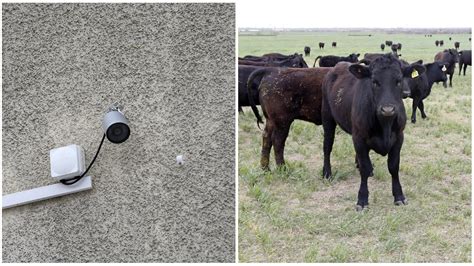 Hade sex med kor vännen filmade