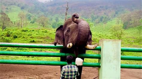 Elephant Feeding At Elephant Camp Topslip Chinna Thambi Elephant