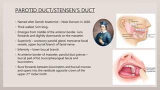 Facial Nerve Dysfunction After Superficial Parotidectomy With Orpptx