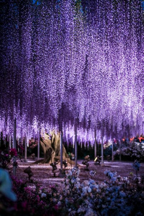 Weeping Purple Tree Institutepastor