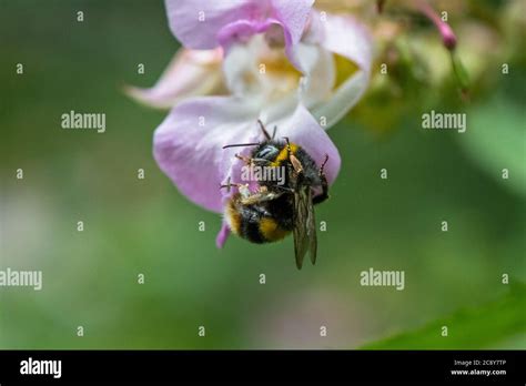 Close Up Of The Himalayan Balsam A Non Native Invasive Plants To The