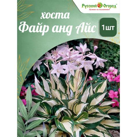 Хоста Файр анд Айс - купить с доставкой по выгодным ценам в интернет ...